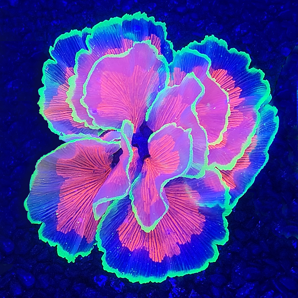 Fluorescent Decor